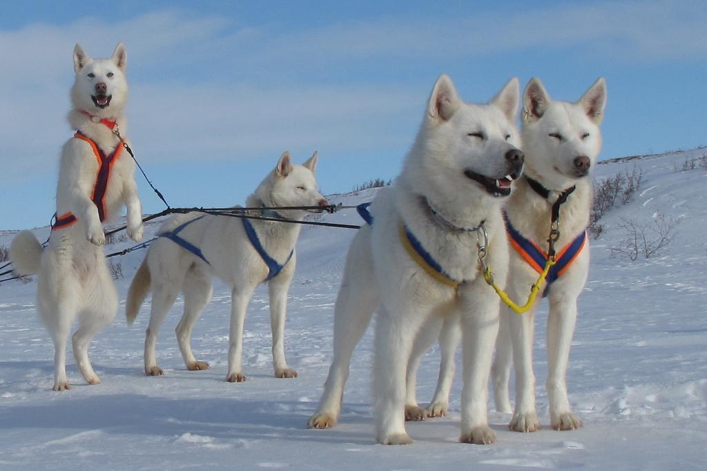 Arctic Chalet Resort Inuvik 外观 照片